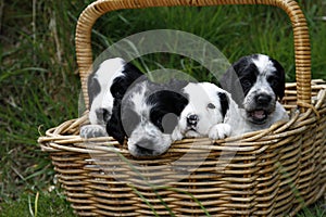 Basket full of Puppies