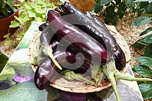 A basket full of purple eggplants