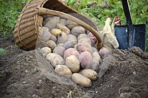 Basket full of recent harvest potatoes