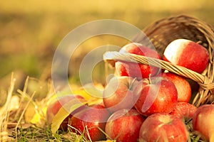 Basket full of red juicy apples