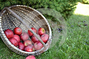 Basket full of red and sweet apples