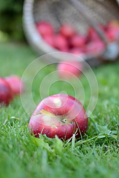 Basket full of red and sweet apples