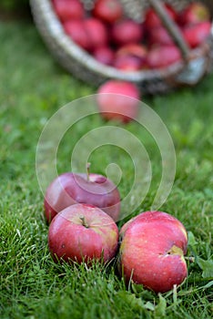 Basket full of red and sweet apples