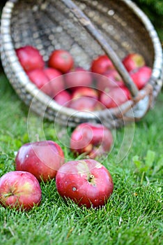 Basket full of red and sweet apples
