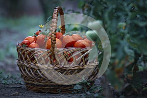 Basket full red tomatoes plants. freshly picked wicker basket. rustic. rich harvest Process greenhouse organic vegetable garden.