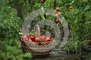 Basket full red tomatoes plants. freshly picked wicker basket. rustic. rich harvest Process greenhouse organic vegetable garden.