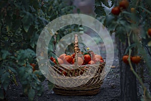 Basket full red tomatoes plants. freshly picked wicker basket. rustic. rich harvest Process greenhouse organic vegetable garden.