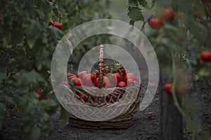 Basket full red tomatoes plants. freshly picked wicker basket. rustic. rich harvest Process greenhouse organic vegetable garden.