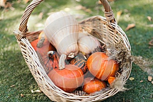 Basket full of ripe mini pumpkins in an autumnal garden covered in fallen leaves. close-up. autumn season concept, fall still life