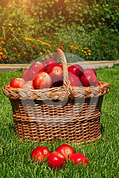 Basket full of ripe red apples on green grass, harvesting. Scattered apples and fresh farm organic fruits