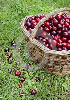 Basket full of ripe red cherries