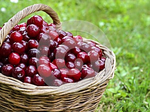 Basket full of ripe red cherries