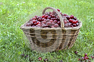 Basket full of ripe red cherries