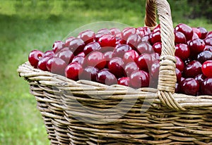 Basket full of ripe red cherries