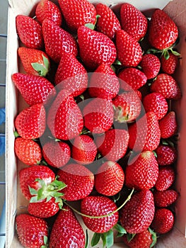 Basket full of ripe red strawberries