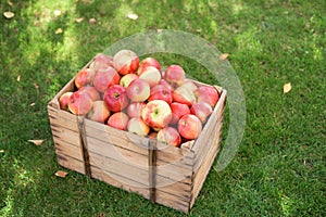 A basket full of ripe red and yellow apples on green grass