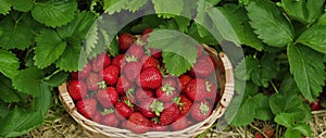 A basket full of ripe strawberries sits among the leaves. Vibrant red berries overflow the woven container, showcasing