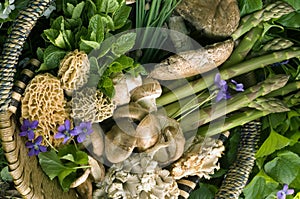 Basket Full of Spring Mushrooms