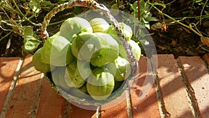 Basket full of tomatillos