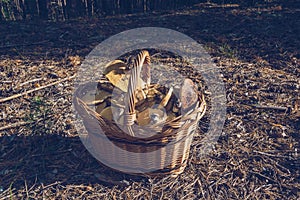 Basket full of Yellow boletuses