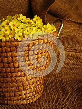 Basket full of yellow primrose blossoms