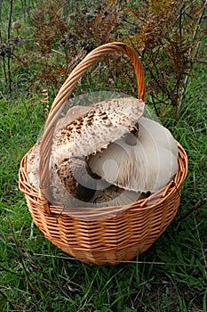 Basket of fungi photo