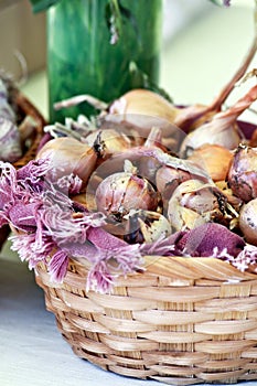Basket of Garlic