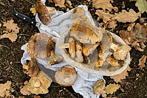 basket of gathered mushrooms and knife on the ground flat lay