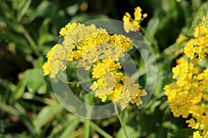 Basket of gold or Aurinia saxatilis little rounded evergreen perennial flowering plant surrounded with green leaves in local