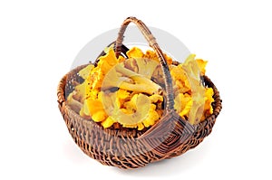Basket of golden chanterelle mushrooms