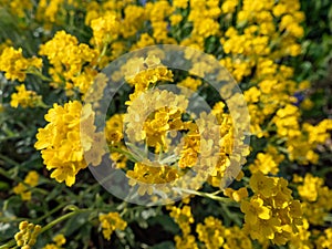 The basket of goldentuft alyssum or gold-dust (Aurinia saxatilis or Alyssum saxatile) flowering with yellow flowers in