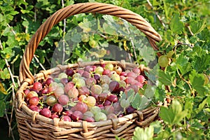 Basket with a gooseberry against a bush.