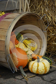 Basket of Gourds