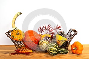 Basket of gourds on white background with copy space. Fall and haloween still life