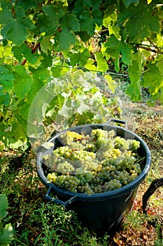 Basket of grapes