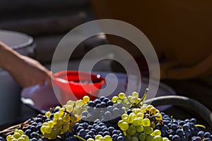 Basket with grapes and equipment for obtaining wine materials.