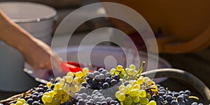 Basket with grapes and equipment for obtaining wine materials.