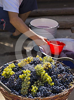 Basket with grapes and equipment for obtaining wine materials.