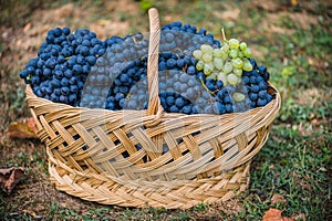 Basket with grapes. Harvest of blue grape. Food, burgundy. Autumn in the garden.