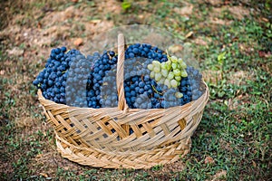 Basket with grapes. Harvest of blue grape. Food, burgundy. Autumn in the garden.