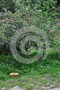 Basket of green apples is in the grass under the Apple tree.