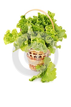 Basket with green lettuce salad