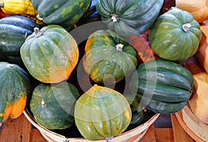 Basket of green and orange acorn squash in the fall