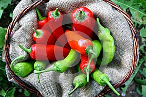 Basket of green and red peperoni