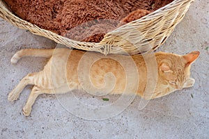 Blurred a cute brown cat laying on cement hardfloor photo