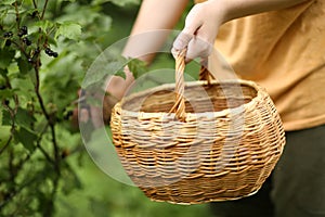 Basket and hand harvest black currant berries