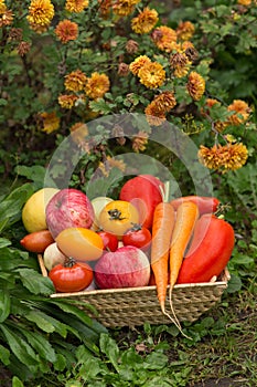 Basket with harvest organic vegetables and root in the garden