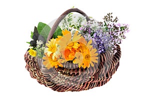 Basket of healthy fresh medicinal herbs, isolated on white. Calendula, lavender, oregano, balm mint, melissa flowers.