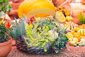 Basket with heather, Gaultheria and pumpkin. Harvest festival decoration, farm flowers and vegetables. Harvest pumpkin and squash