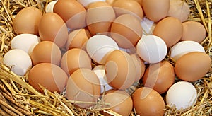 Basket with hen eggs in the farm